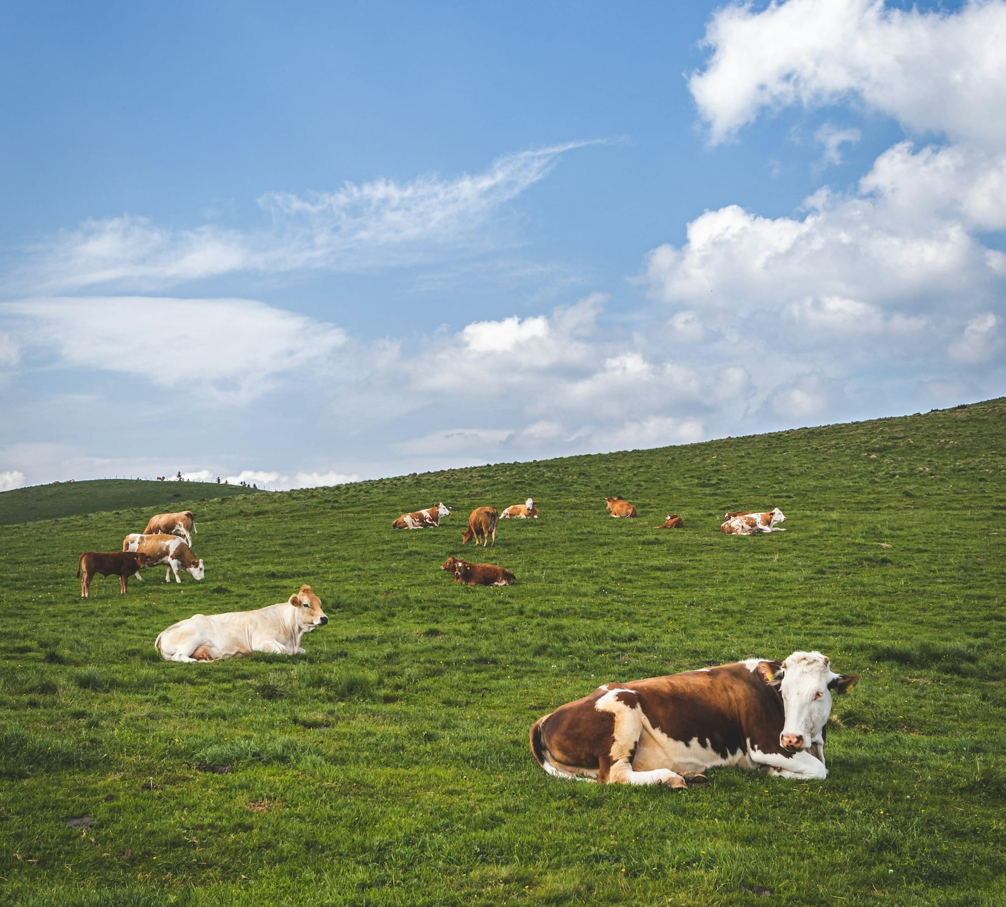 Når kyr kollapser og klimatiltak stopper: Hva gjør Norge nå?