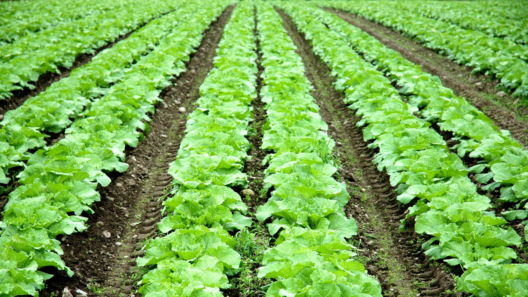 Økologisk satsing får vind i seilene – myndighetene følger opp