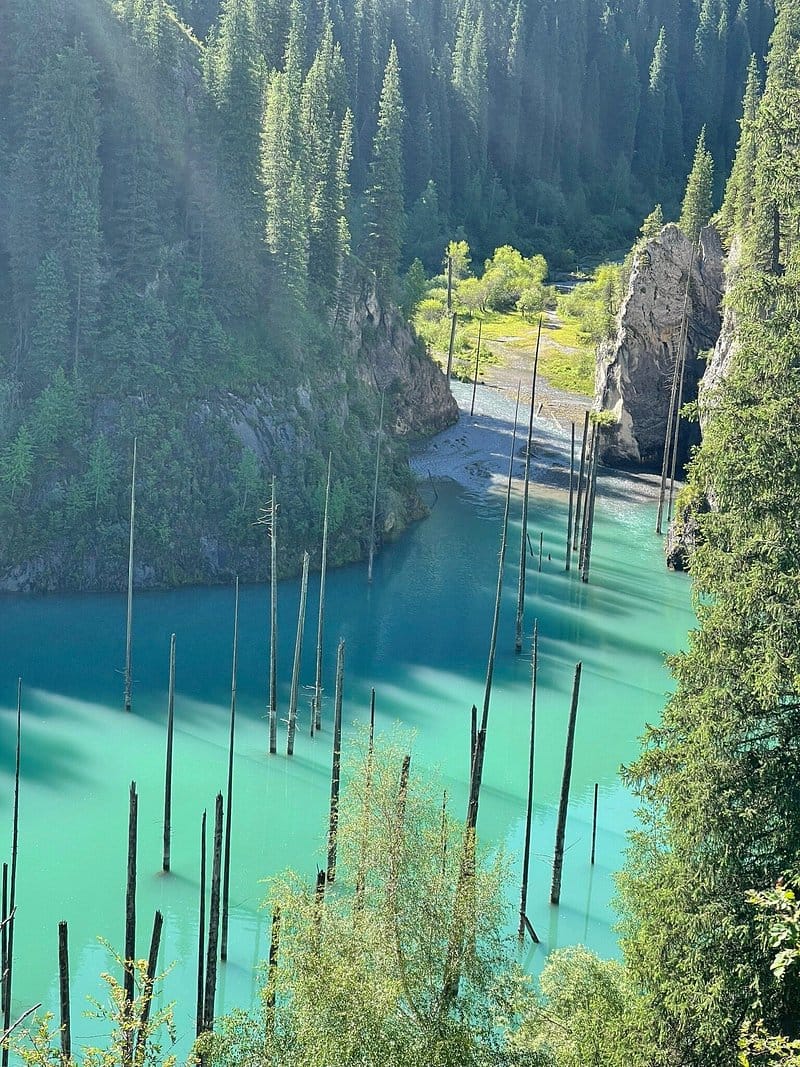 Skogen som druknet: Her vokser trærne under vann